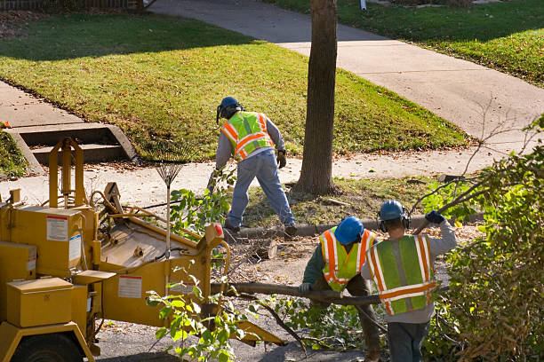 Reliable Lovejoy, GA  Tree Services Solutions