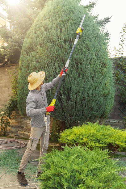 Why Choose Our Tree Removal Services in Lovejoy, GA?